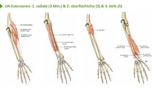 Bewegungssystem I Übersicht oberflächliche & tiefe Unterarmmuskulatur: Strecker I Prof.Dr.med. Wirth