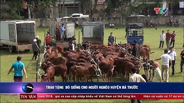 (TTV) Trao tặng bò giống cho người nghèo huyện Bá Thước