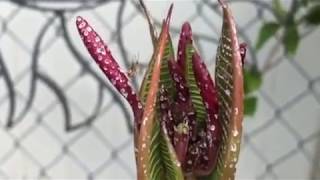 Saving your Plumerias