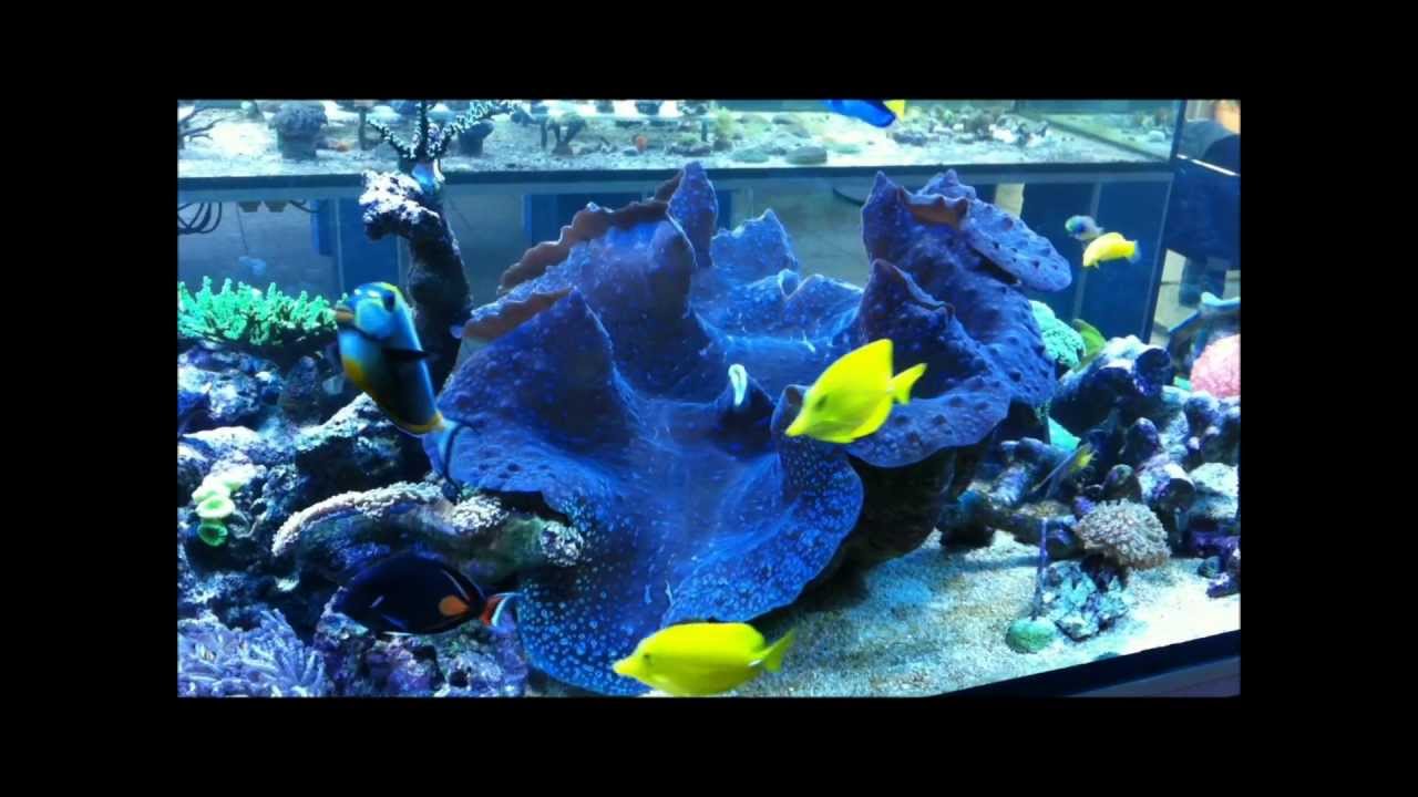 Tridacna Giga - Riesenmuschel ©TopReef   HD