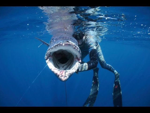 Extreme Blue Water Spearfishing Trips Mozambique - Shooting large