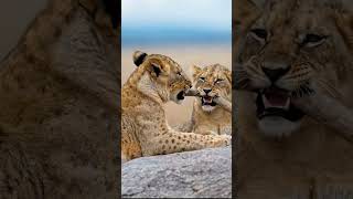 lion #facts #documentary