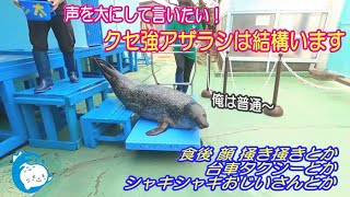 【アザラシ】人と同じでアザラシにも意味不明な癖がある　（伊勢シーパラダイス）