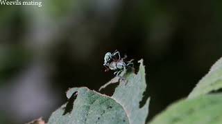 Weevils mating time !!!!