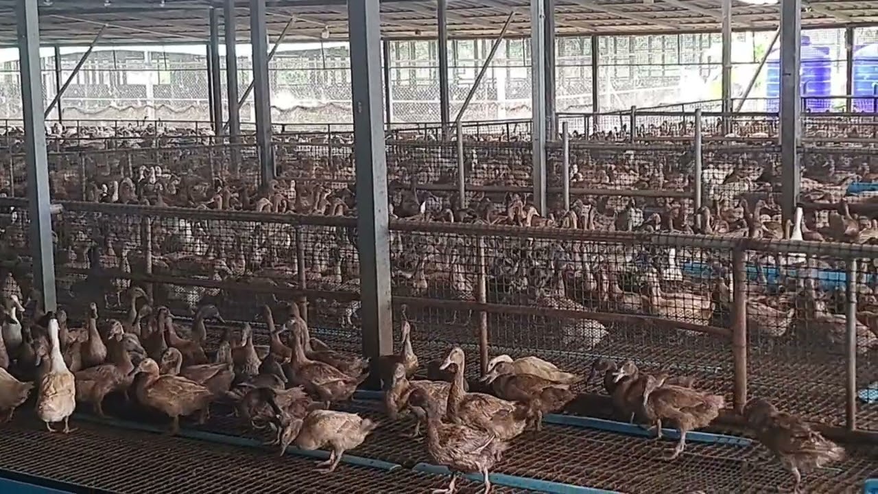 คุยเฟื่องเรื่องเป็ดไข่