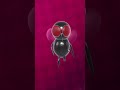 Fly
