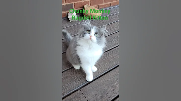 Watch the video about Chunky Monkey is a Blue Bicolor Solid Cherubim ragdoll kitten