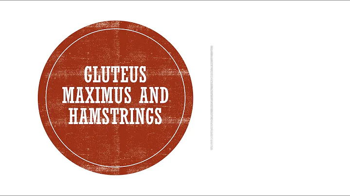 Gluteus Maximus and Hamstrings Functional Anatomy