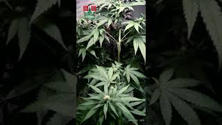 Paradise Seeds - Jacky White 