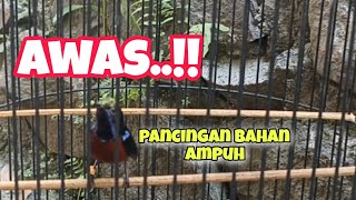 PANCINGAN KONIN GACOR bahan manapun pasti auto nyaut