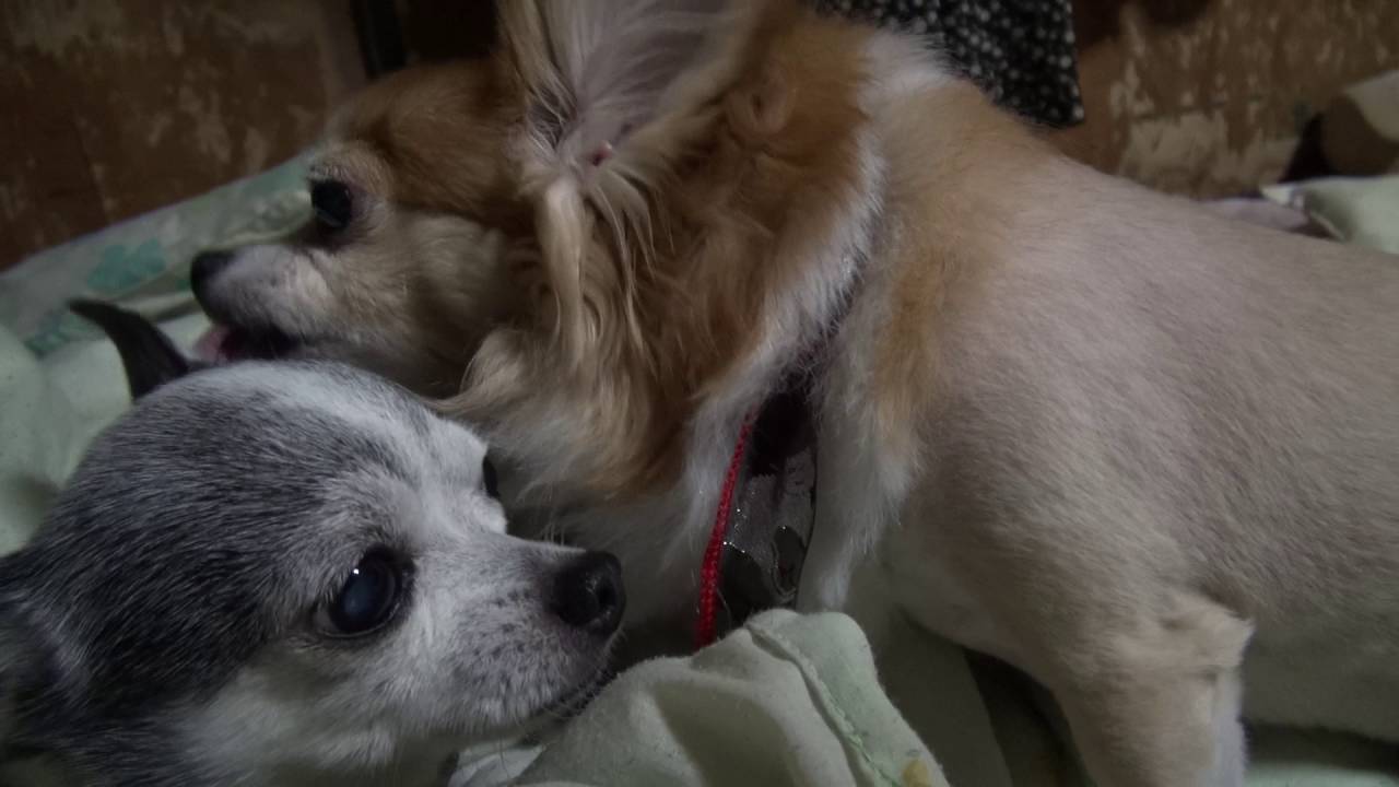 顔舐め..｛チワワ｝