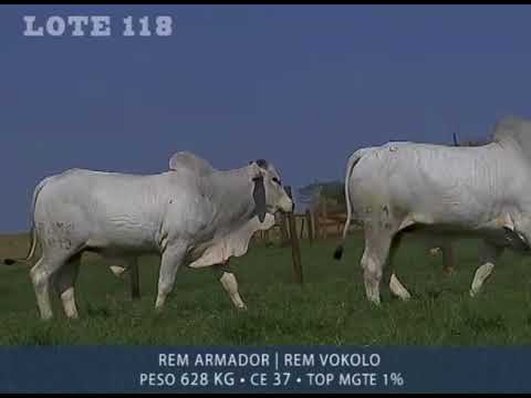 LOTE 118