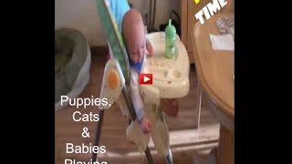 Puppies, Cats and Babies Playing Together Completion 2017