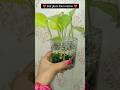 Diy plant decoration (hacks)#yt #diy#trending#viralvideo#short#plants#nature#garden#home#decor#hack