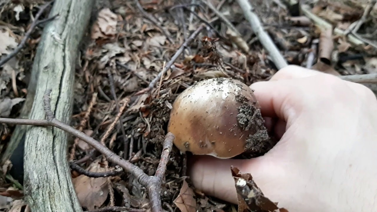 Porcini nel bosco...Un giro di un'ora...29 agosto 2018!!!