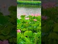 임영웅 #사랑 #연꽃이피는뜻은~ #shorts