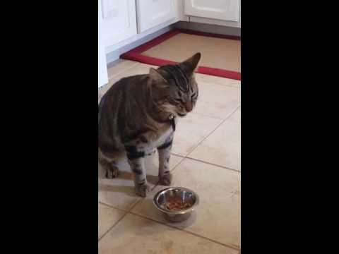 Cat sneezing and coughing while eating - YouTube