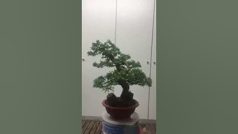 Second styling shohin juniper