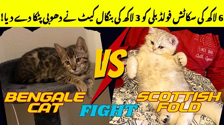 Video 11862591: bengal cat scottish fold, cat vs bengal, cat fight, funny cat