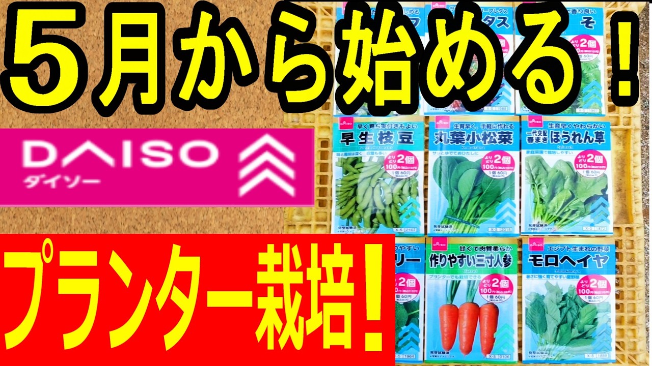 【ダイソー】100均で始める家庭菜園！コスパ最強の野菜をご紹介！