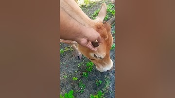 Lembu Lembu Sapi lucu Lucu Suara Sapi Sapi moo #sapi #lembu #sapijinak #lembujinak #takurwinrimba