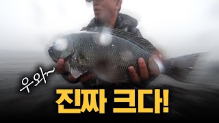 얕은 여밭에서 4분 넘게 끌고 다닌 괴물의 정체는? ... 불도저와 싸우는 느낌! 5짜 벵에돔 실조현장!