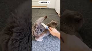 From Suspicious to Relaxed #FunnyCat #CatShorts #CatGrooming #CuteCat #youtubeshorts #viral