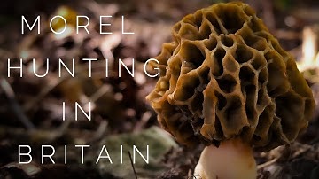 Morels... identification and where to find them UK