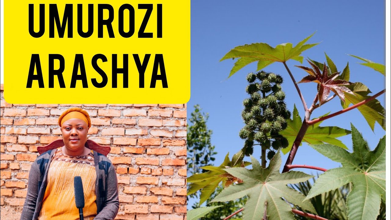 NUBIKORA UMUROZI WESE UGERA IWAWE ARASHYA 