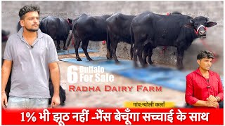 1% भी झूठ नहीं -भैंस बेचूँगा सच्चाई के साथ|| RADHA DAIRY FARM,NAYOLI KALAN