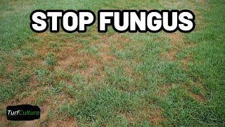 FUNGUS Issues are Killing my lawn Identify Turf Disease and How to STOP It.