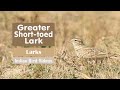 The Greater Short Toed Lark Calandrella Brachydactyla સ દ ચ ડ લ வ னம ப ட म ठ प ग ळ च ड ल 
