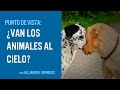 ¿Van los animales al cielo?