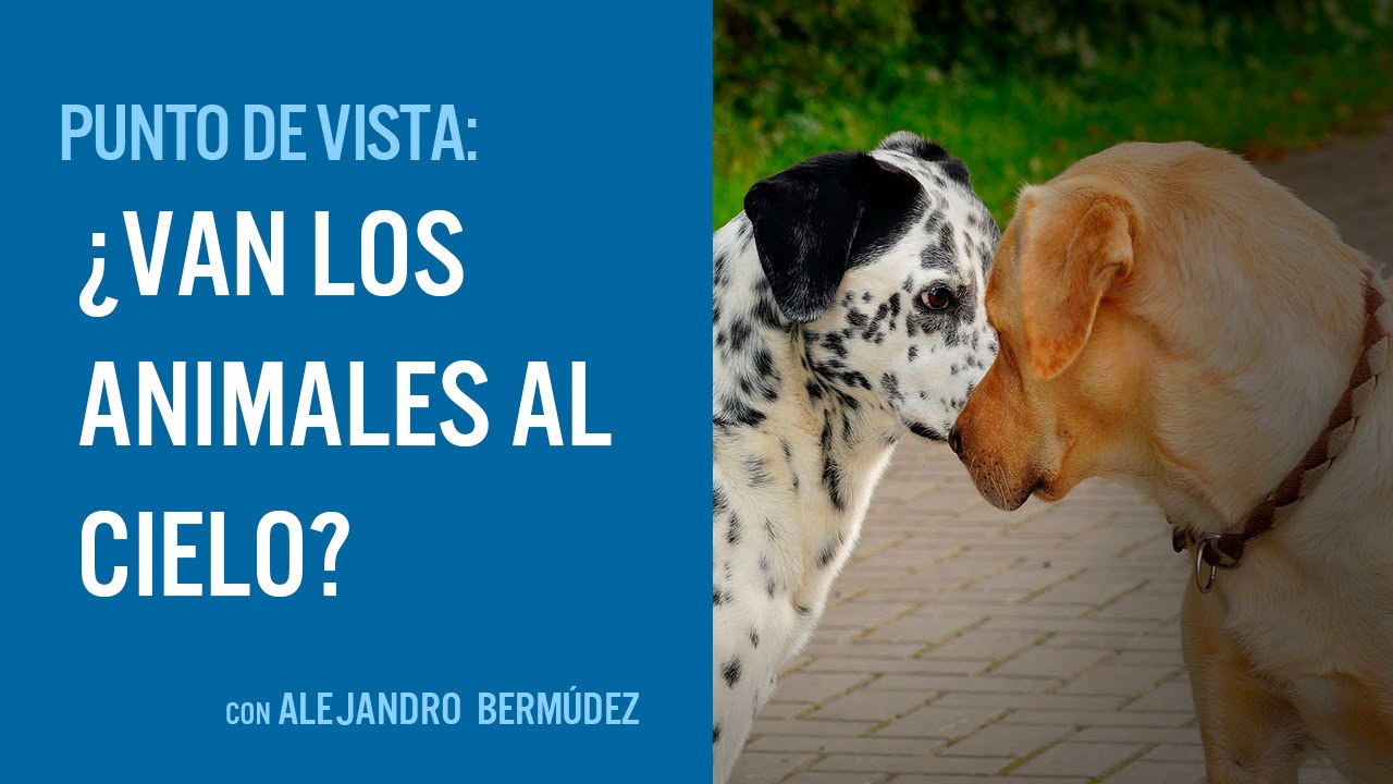 ⁣¿Van los animales al cielo?