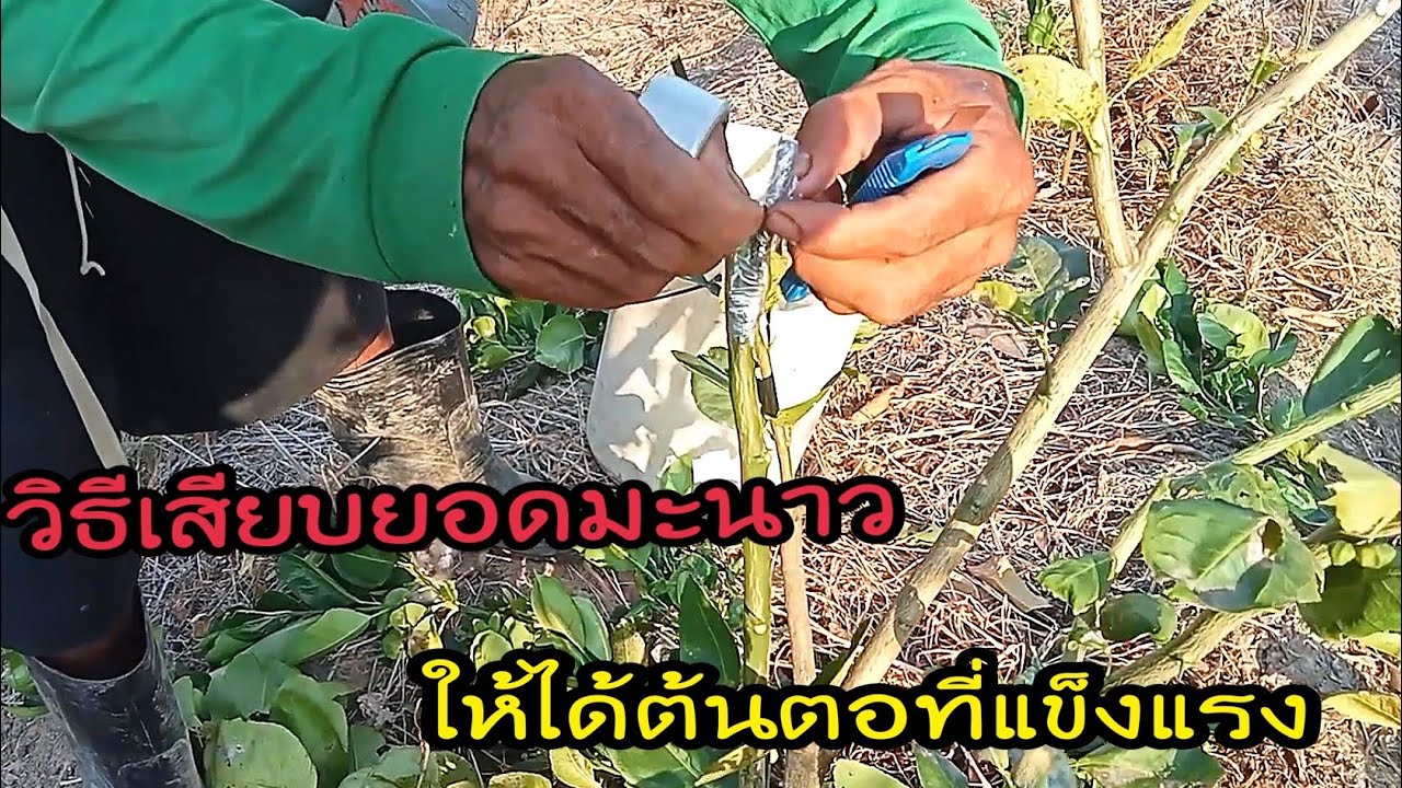 เสียบยอดมะนาว#มะนาวแป้น #มะนาว