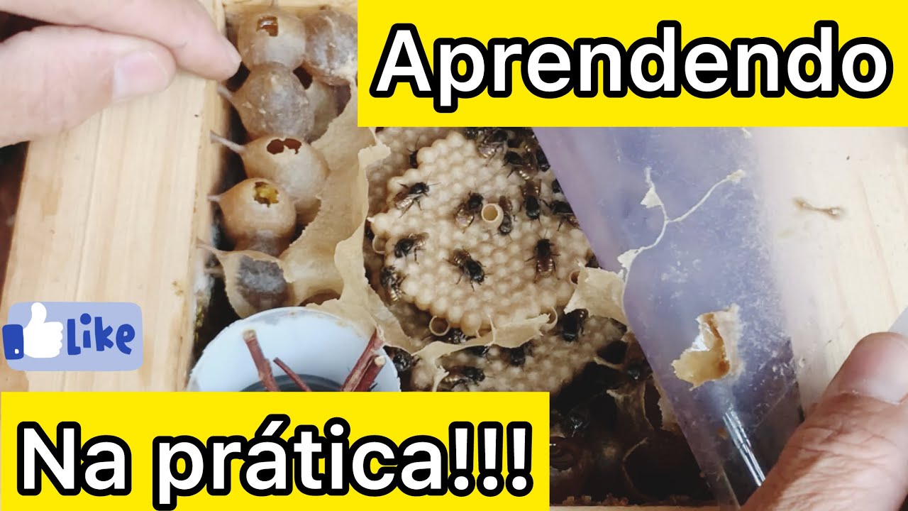 Aula prática de mandaçaia