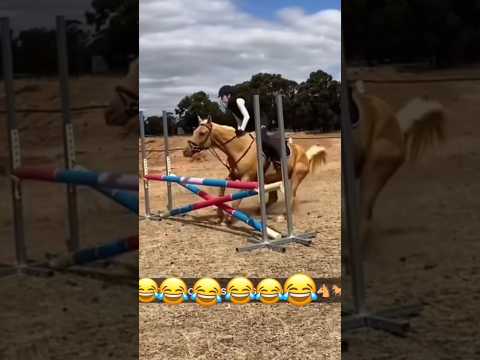 #horse #horsemusic #sansansehorhorse #love #horselov #funnyanimal #يوميات_ترند #funnyhorse #animals