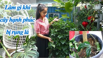 Làm Gì Khi Cây Hạnh Phúc Bị Rụng Lá?