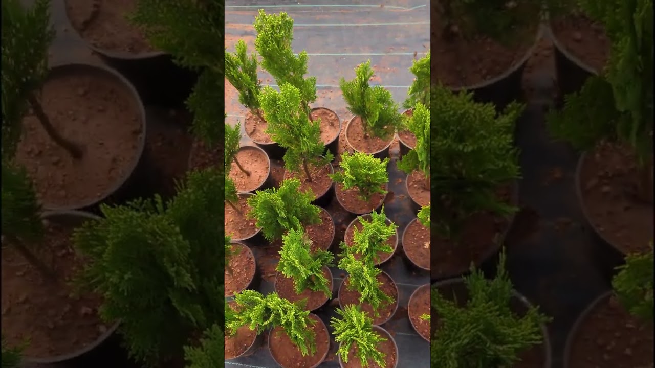 ಕೃಷಿ ಮನೆ ನರ್ಸರಿ 