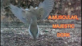 Mourning Doves: Eating and Trying Not to Get Eaten (super slomo!) NARRATED