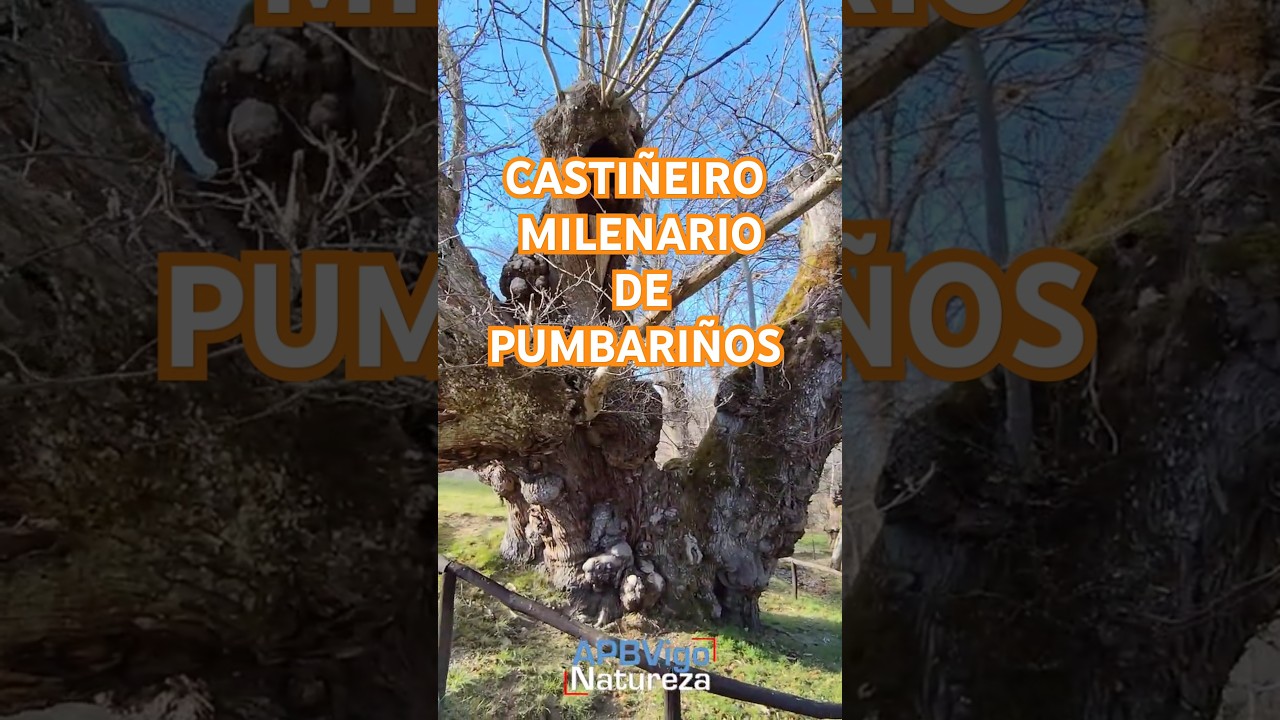 Castiñeiro de Pumbariños. #apbvigo #galicia