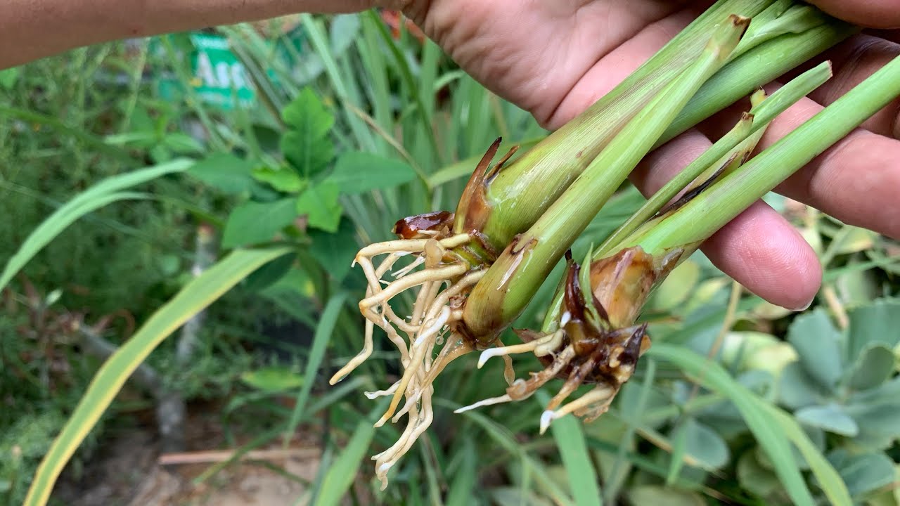 لو عاوز تزرع طن من نبات حشيشة الليمون جرب هذه الطريقة العبقرية ،عشبة مفيدة ونبات طبي مهم lemon grass