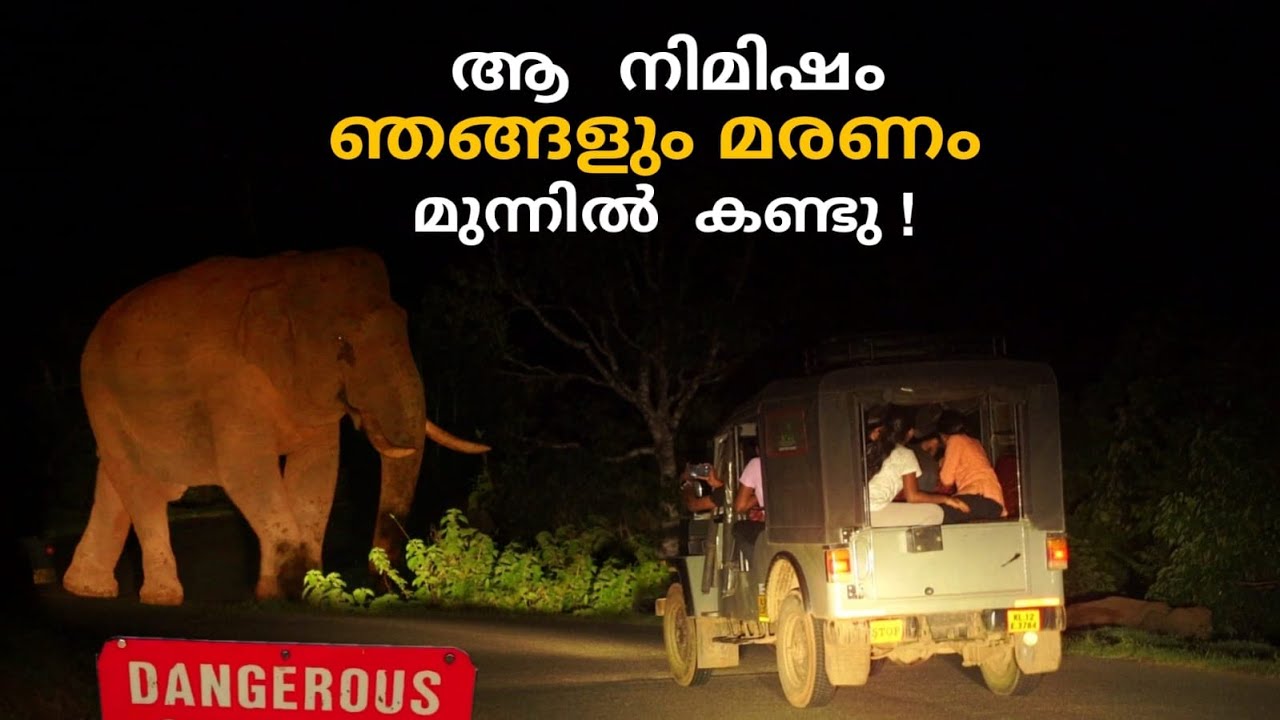 നട്ടപ്പാതിരയ്ക്കു  കാട്ടിലൂടെ  | Elephant encounter | Tholpetty | Thirunelli