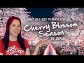 🌸 Tips for Cherry Blossom Season 🌸 Sakura in Japan 2024
