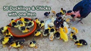 50 ducklings and chicks with one hen | Aseel hen harvesting eggs to ducklings | Part 1