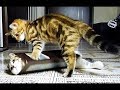 Funny Cats and Kitten Doing Funny Things || FunnyVines