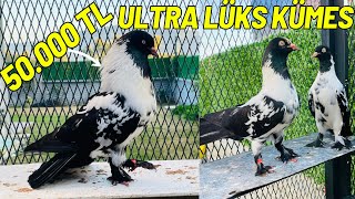 Güverci̇n Severlere Özel Vi̇deo Kara Bozali Çok Değerli̇ Kuşlar