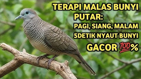 Perkutut Lokal Gacor Suara Super Kristal - Pancingan Malas Bunyi  (99%AMPUH BANGET)