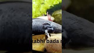 Ek cute Axolotl jo paani mein tair raha hai #factsinhindi #education