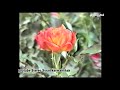 ژیانامه ماموستا سمایل سردشتی به شی 4